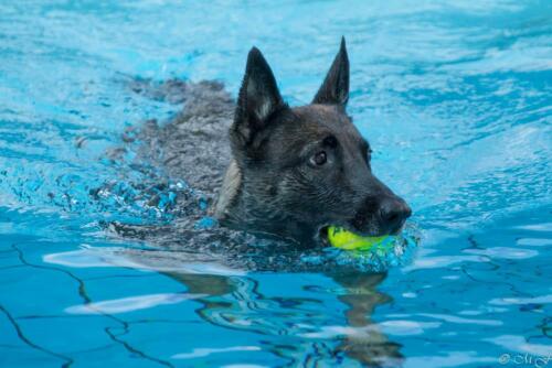 Hundeschwimmen 2022