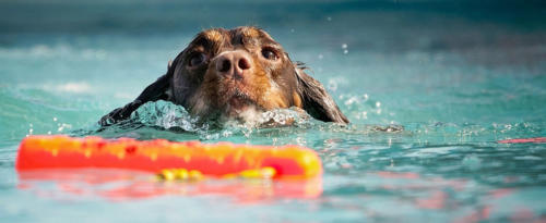 Hundeschwimmen 2020